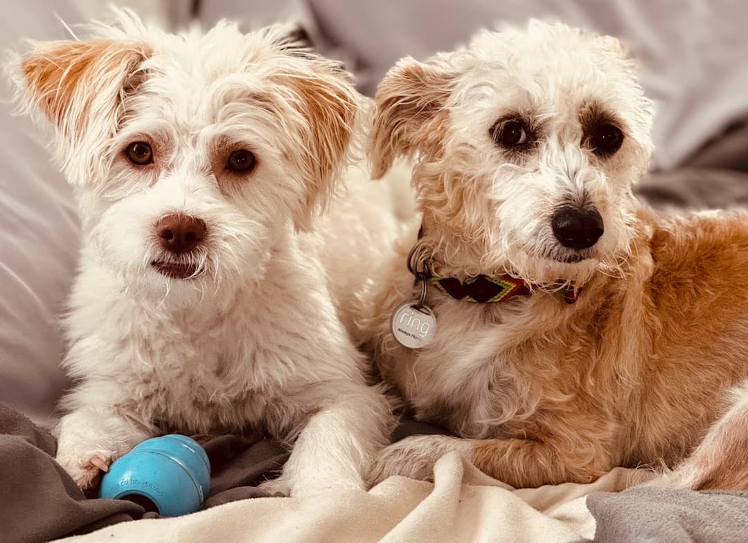 Partner with snuggli